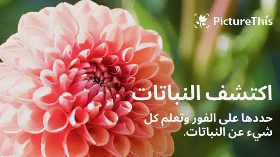 PictureThis - تحديد النباتا