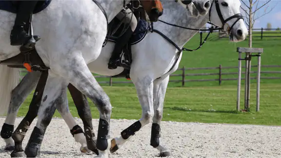 Equisense Inside