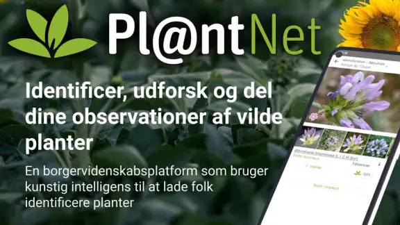 PlantNet Plante Identificering