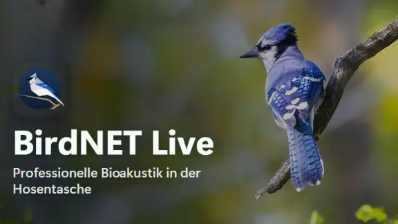 BirdNET Live