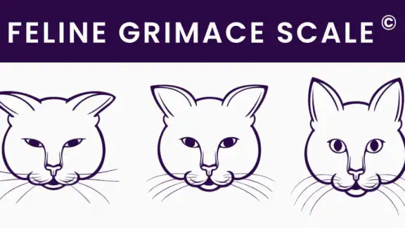 Feline Grimace Scale