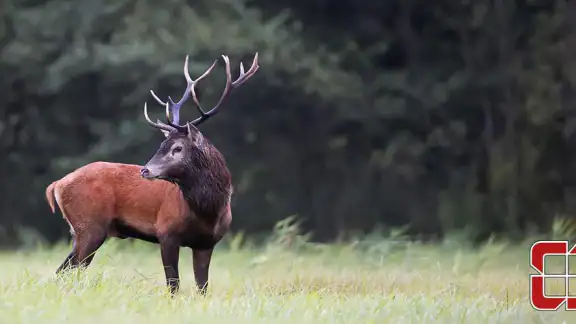 Heintges Jagdprüfung 2024
