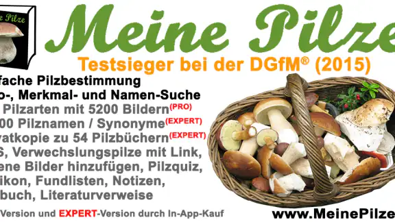 Meine Pilze (Pilzbestimmung)