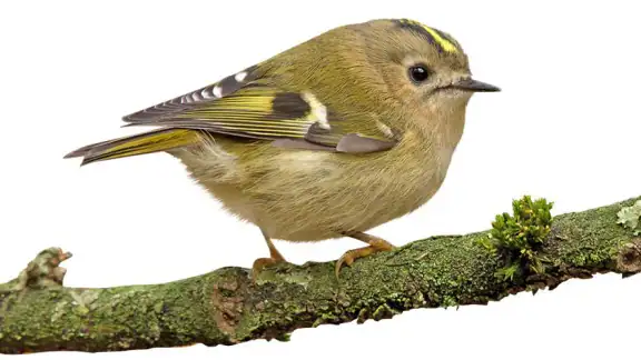 NABU Vogelwelt Vögel Bestimmen