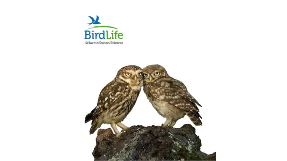 Vogelführer Birdlife Schweiz