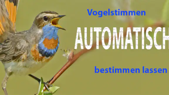 Vogelstimmen Id - Ruf + Gesang