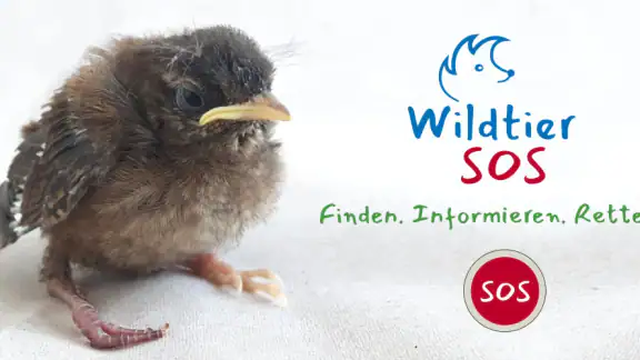 Wildtier SOS