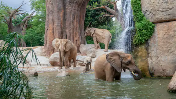 Bioparc Valencia