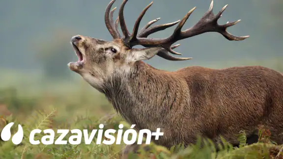 Cazavisión+