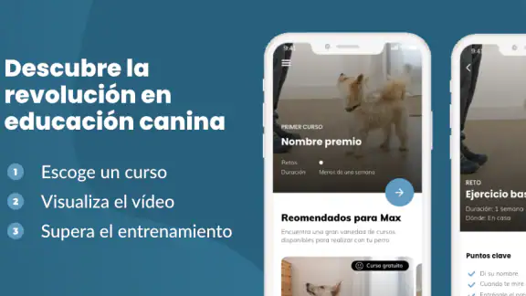 Mister Cooper – Dog Trainer