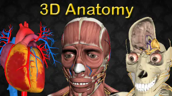3D Bones and Organs (Anatomy)
