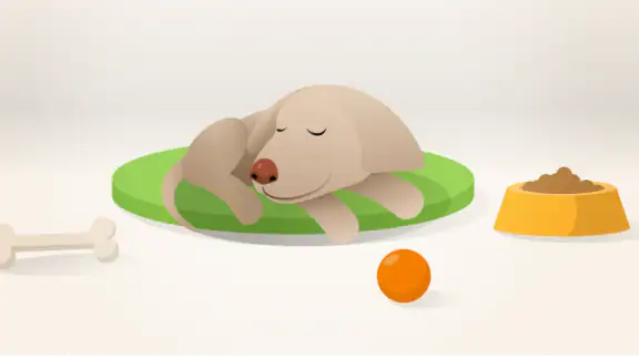 Dog Monitor: Puppy video cam