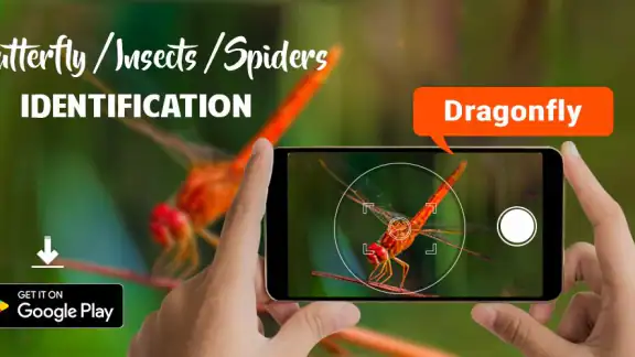 hyönteisten tunniste: bug id