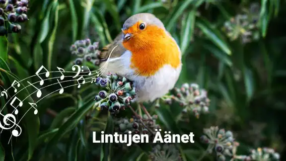 Lintujen äänet