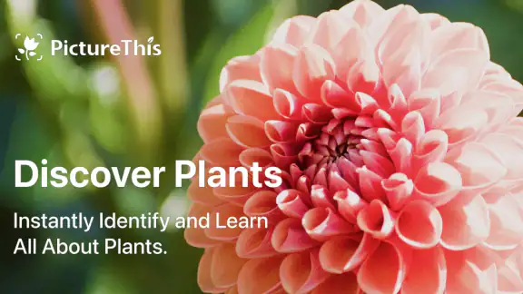PictureThis - Plant Identifier