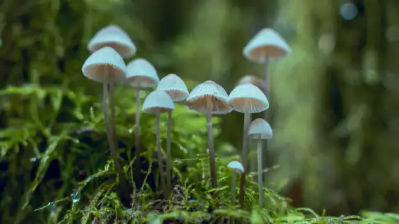ShroomID - sienetunniste