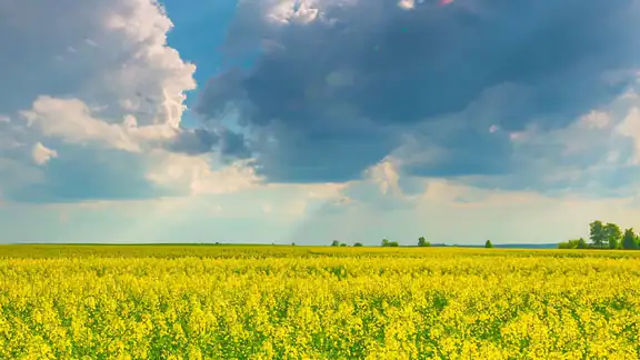 LANDI Météo