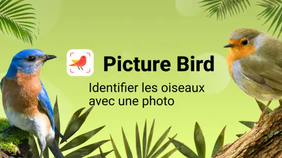 Picture Bird - Bird Identifier