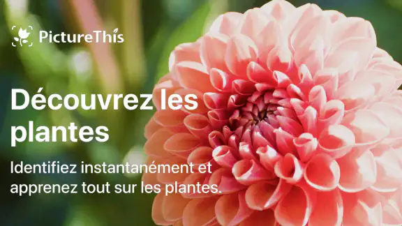 PictureThis Plante Identifier