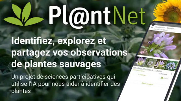 PlantNet Identification Plante