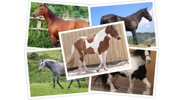 Robe Du Cheval - Quiz