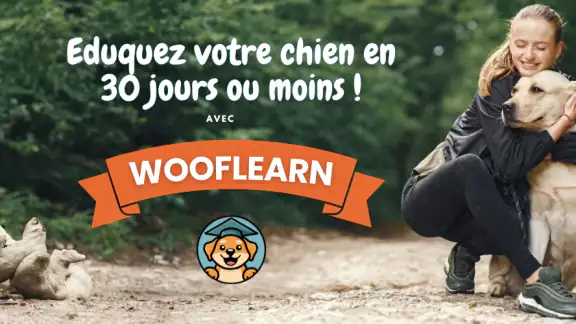 Woof Learn - Education chien