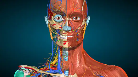Anatomy Learning By Dr. Blanco