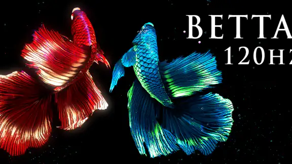 BETTA 120HZ