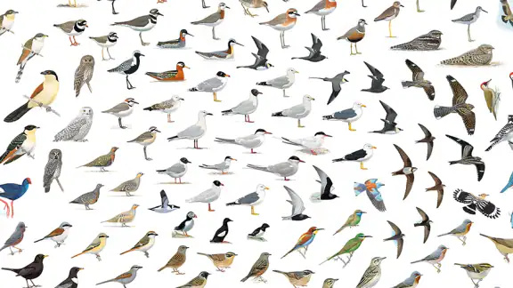 Collins Bird Guide