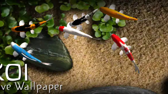 Koi Live Wallpaper