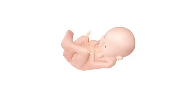 Pregnancy Calculator+Calendar