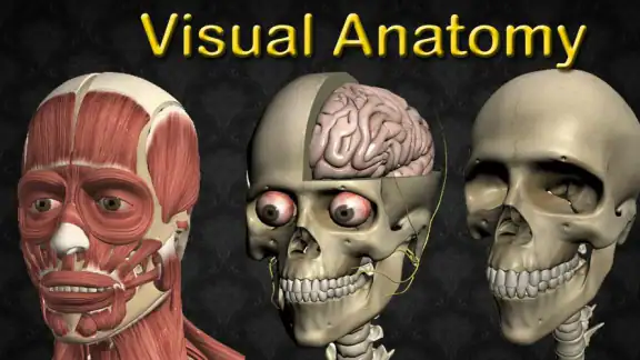 Visual Anatomy