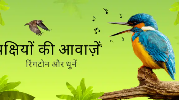 पक्षियों की आवाज़ें