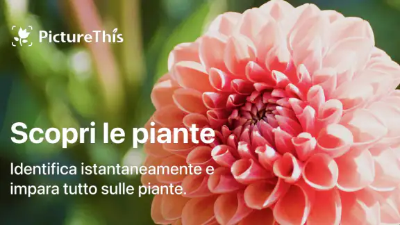 PictureThis Identificar Planta