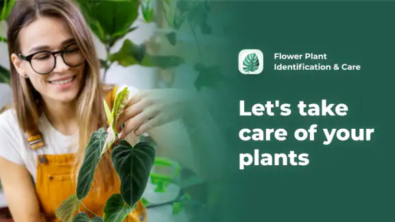 PlantMe - Plant identification