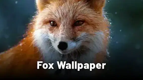Fox Wallpaper