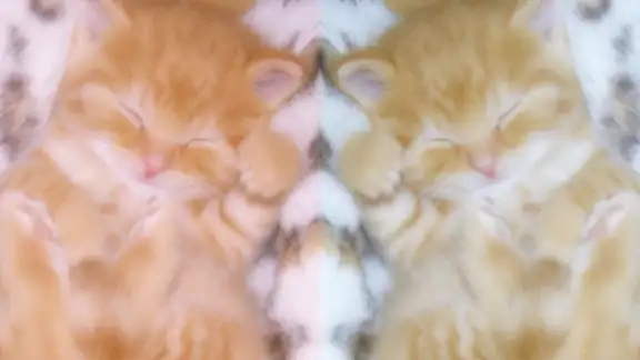 わたあめカメラ