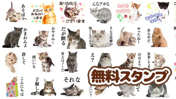 猫スタンプ（実写スタンプ）