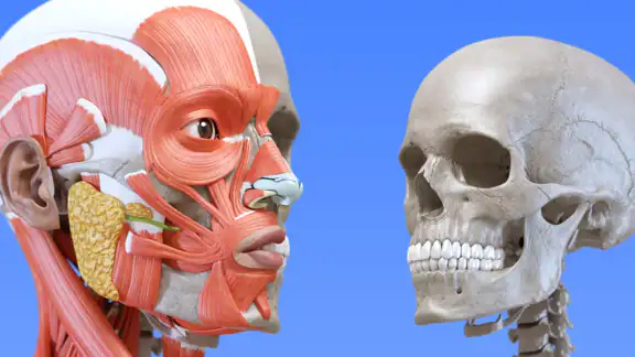 解剖学 - 3Dアトラス