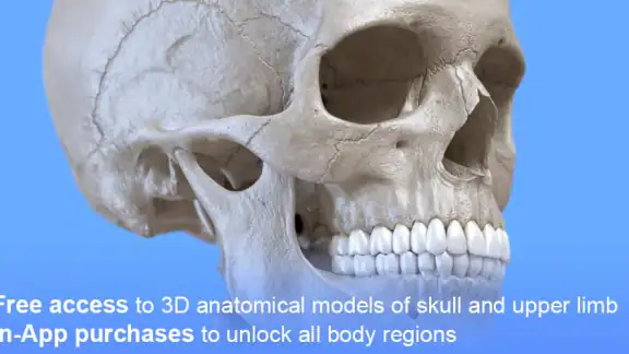 骨格 | 解剖学3D アトラス