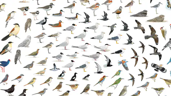 ANWB Vogelgids van Europa