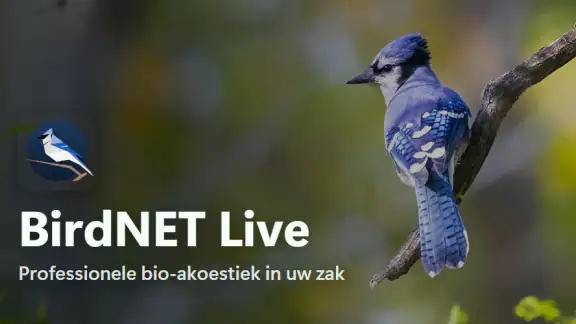 BirdNET Live