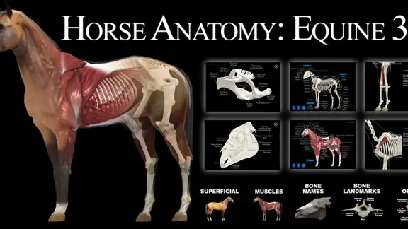 Horse Anatomy: Equine 3D