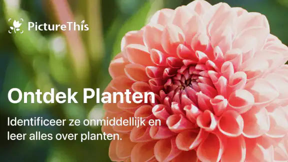 PictureThis -Planten Herkennen