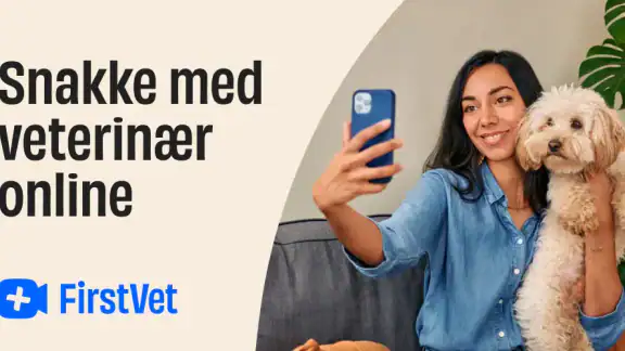 FirstVet