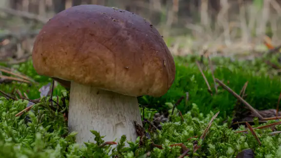 Sporecast: Mushroom Map & ID