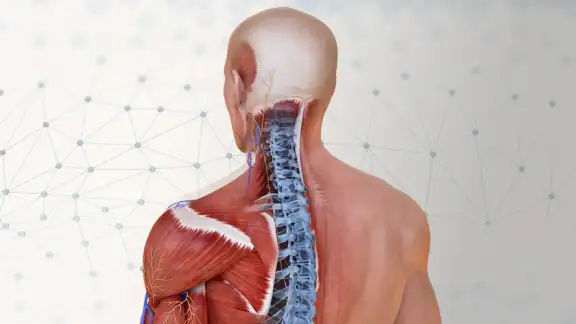 Complete Anatomy