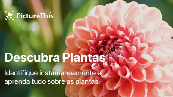 PictureThis Identificar Planta