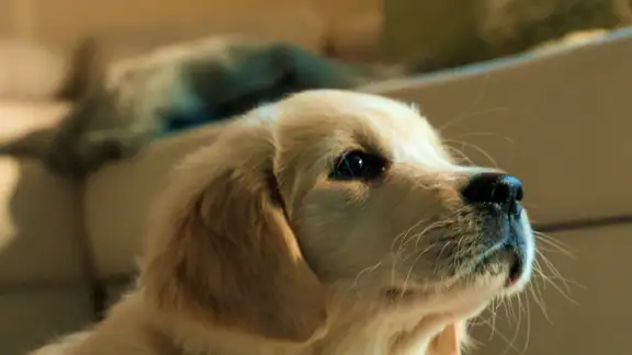 Lassie