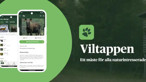 Viltappen